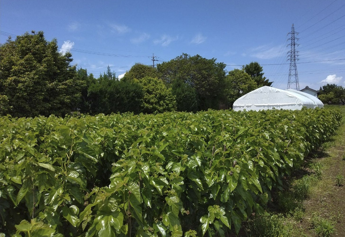 緑一面に茂った桑園