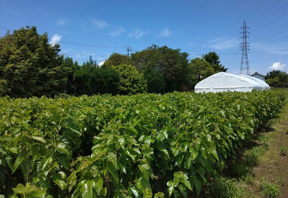 6月から蚕の飼育が開始